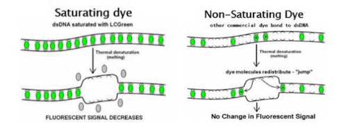 【爱游戏（中国）机械】高分辨率熔解曲线（HRM）分析指南